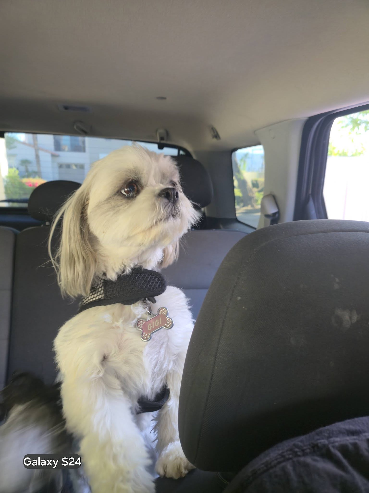 Gigi looking out from the back seat