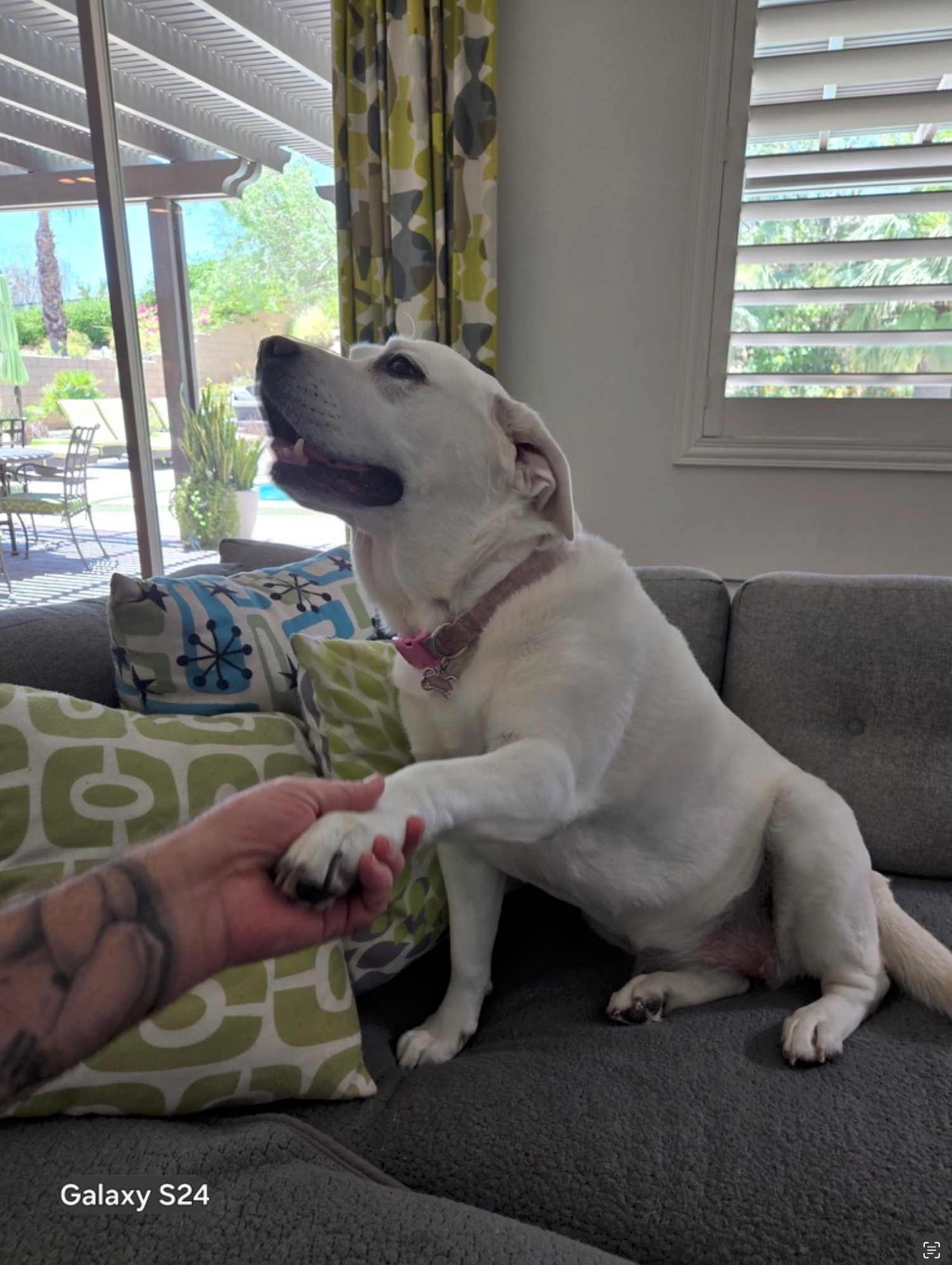A white dog offering a paw during an in-home visit