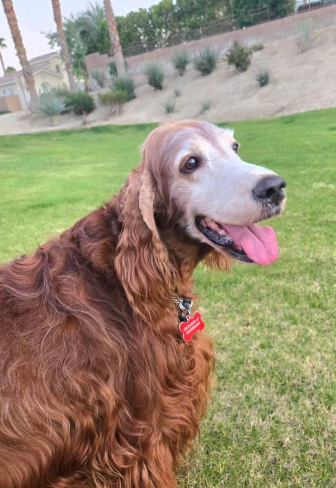 An Irish Setter outside on the grass