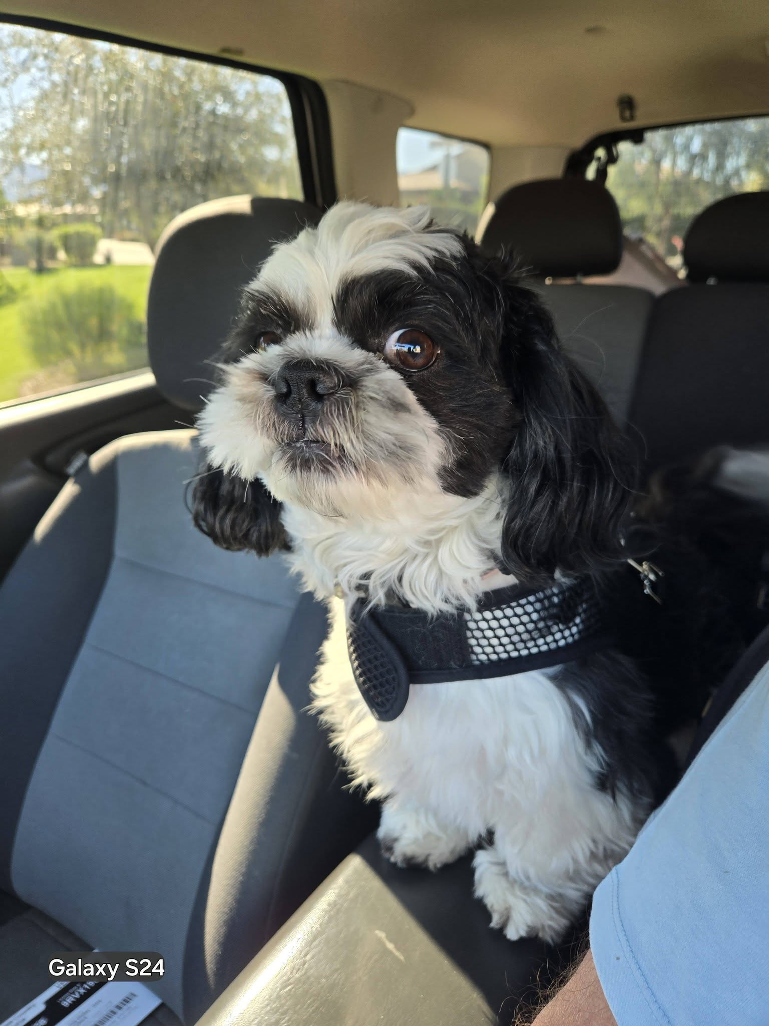 A black and white Shih Tzu ready to go