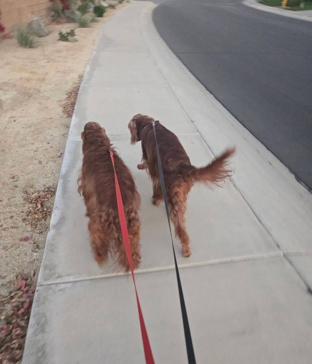 Two dogs walking together on leashes