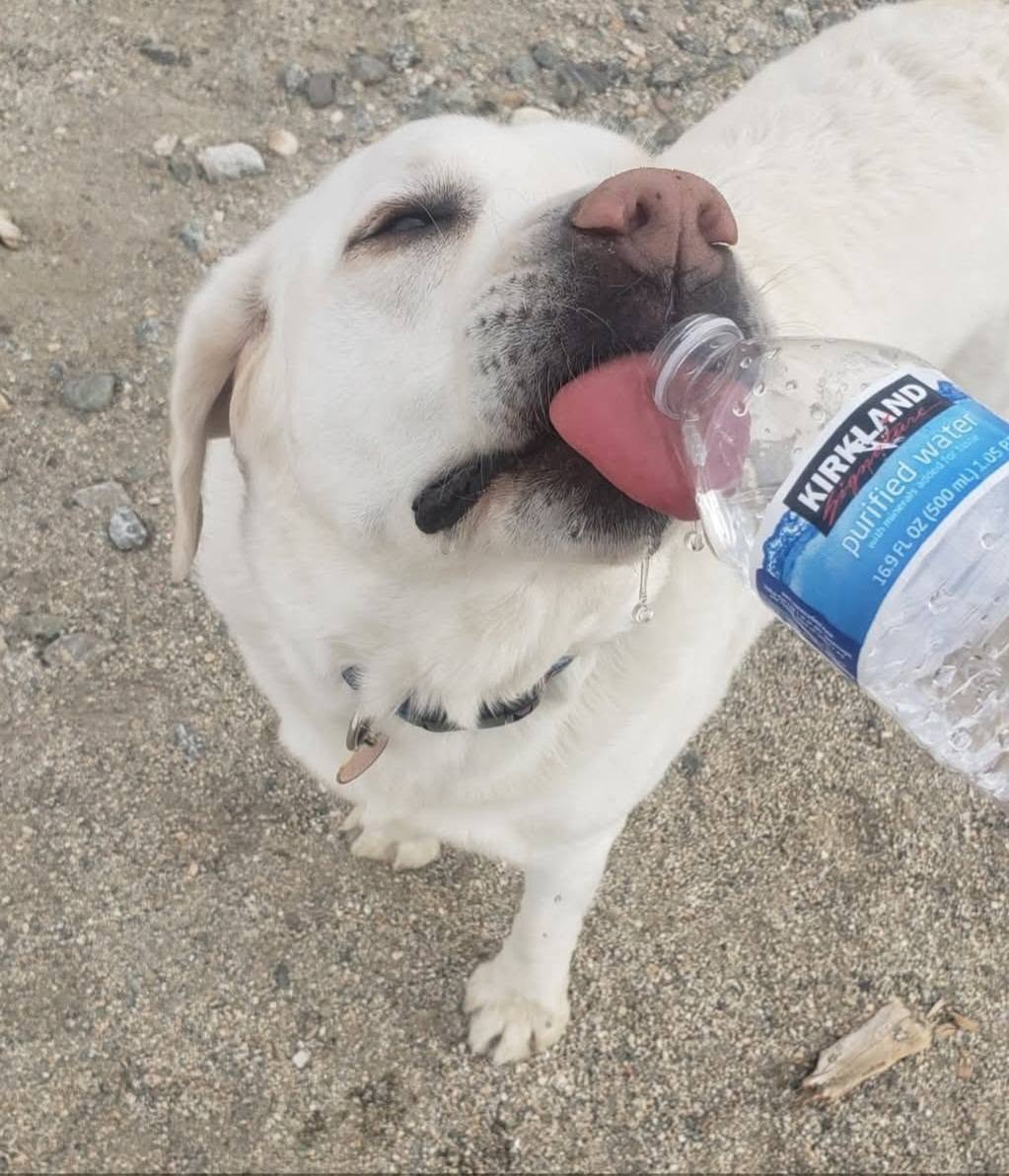 A white dog taking a water break